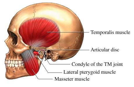 Anatomie van het temporele kaakgewricht, TMJ