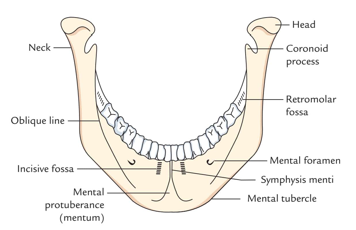 нижняя челюсть похожа на гамак, и почему возникает щипок челюсти.