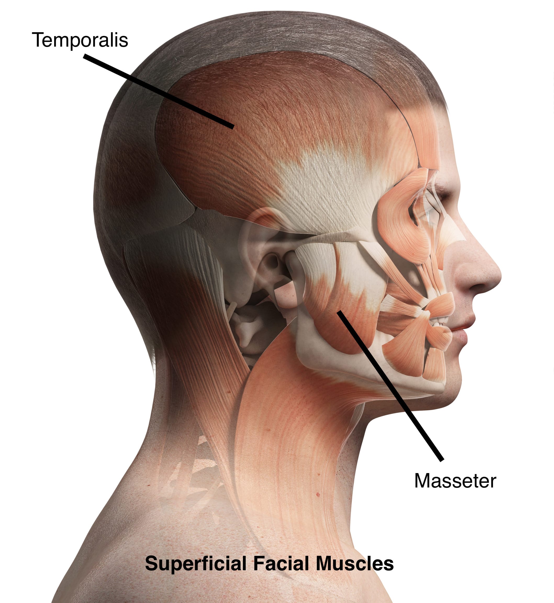 anatomy of the TMJ and muscles of the head illustration boston tmj specialist