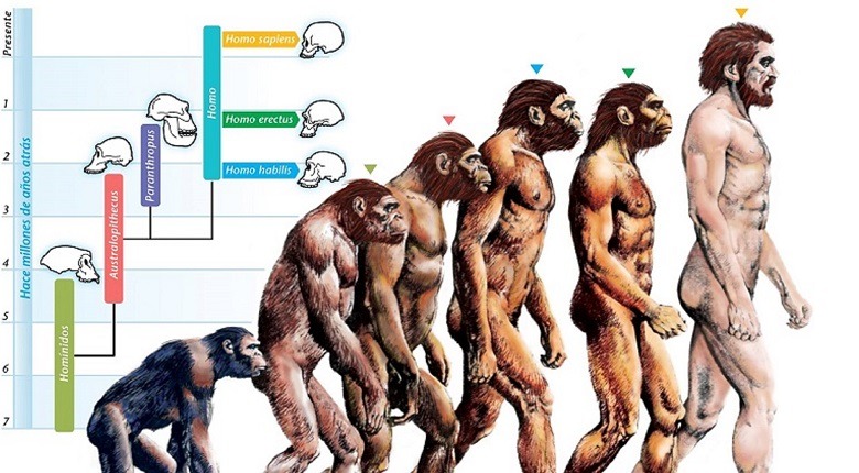 menschliche Evolution's Rolle, warum wir Weisheitszähne haben