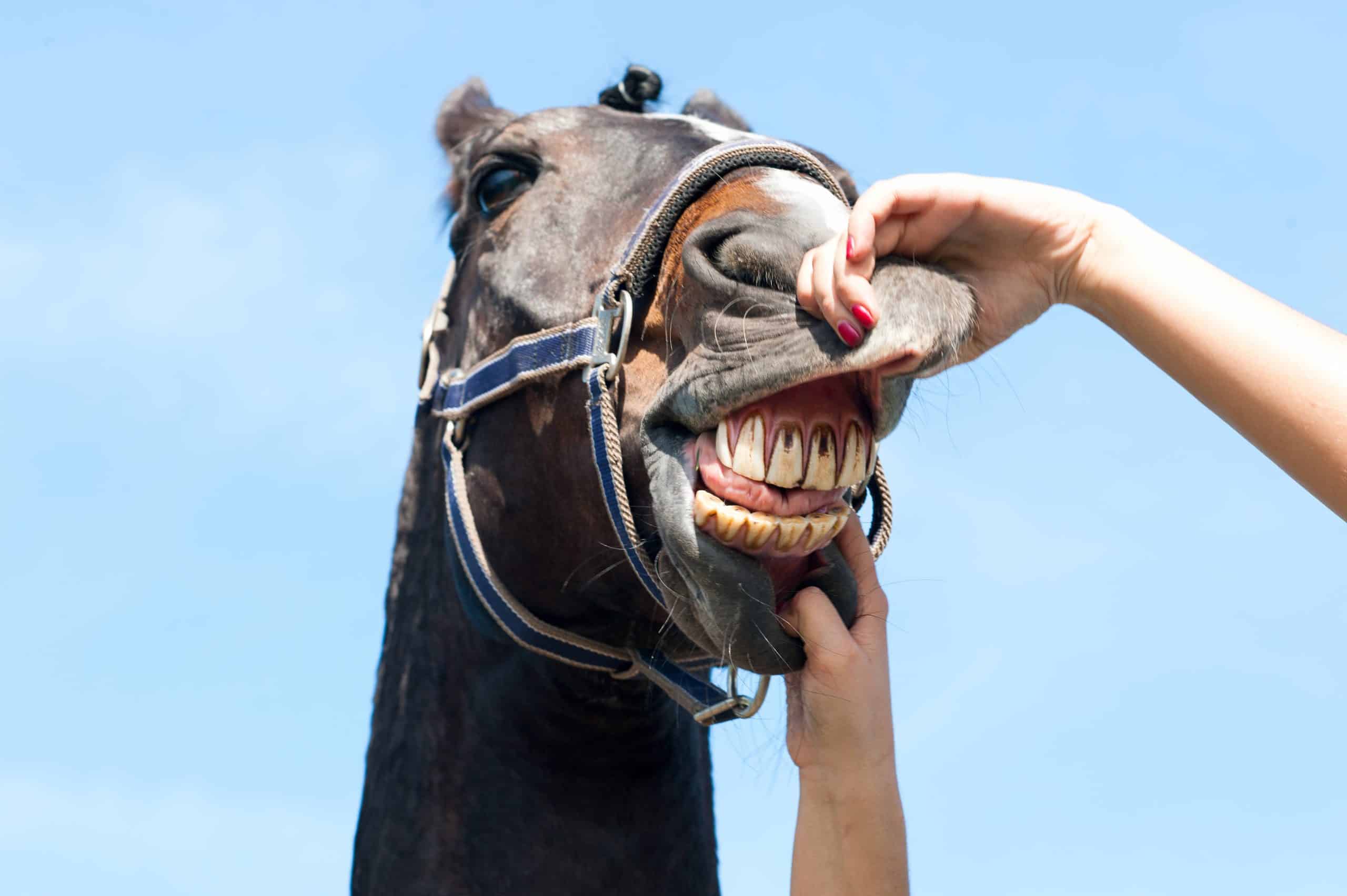 long in the tooth origin is from horses