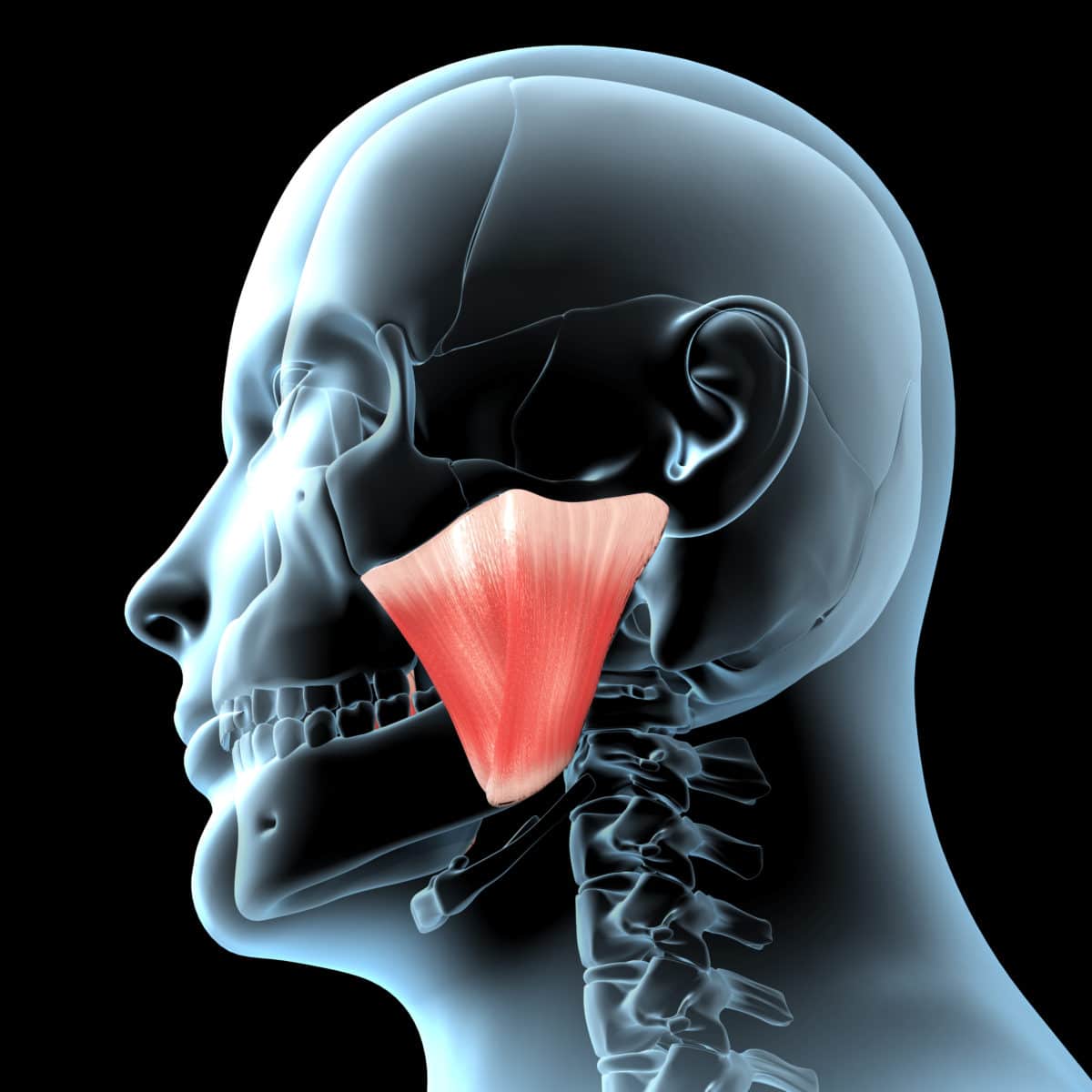 TMJ Muscles: Which Muscles Cause TMJ Disorder Pain and Why?